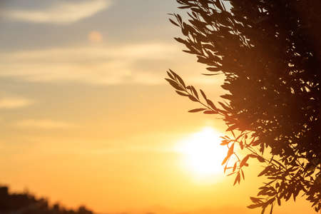 Olive tree silhouette at sunset. Orange sky background, copy spaceの写真素材