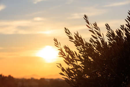 Olive tree silhouette at sunset. Orange sky background, copy spaceの写真素材