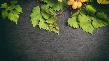 White grape and fresh grape leaves on black background, top view, copy spaceの写真素材