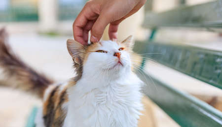Hand caressing a calico cat. Blurred background. Close up view.の写真素材