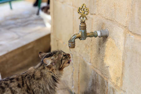 Cat colorful and thirsty is drinking water from a faucet. Blurred background. Close up view.の写真素材