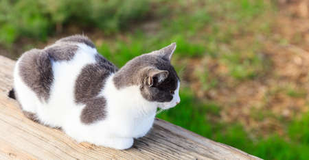 Cat white and grey sitting and looking at nature. Blurred background. Close up view.の写真素材