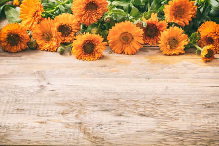 Calendula, pot marigold on wooden table, space for text, closeup view with detailsの写真素材