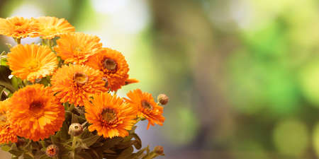 Calendula, pot marigold bouquet closeup, blur nature background, space for text, bannerの写真素材