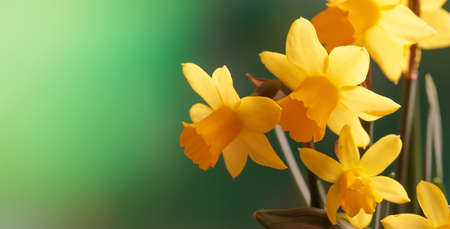 Springtime, Yellow Narcissus bouquet close up, blur nature background, space for text, banner
