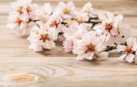 Spring blooming. Pink almond blossoms on wooden background. Copy spaceの写真素材