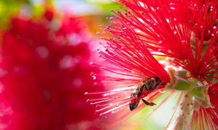Springtime. Close-up of honey bee pollinating bright red flower, callistemon, blur background.の写真素材