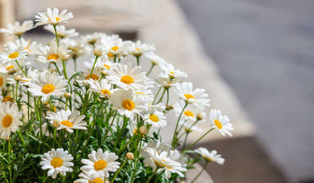 Group of daisies blooming in spring. Blur background, copy spaceの写真素材