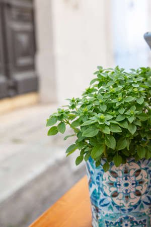 Fresh basil plant in a colorful pot on a wooden window sill, blur building facade backgroundの写真素材