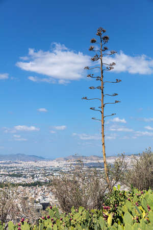 Close-up of agave flower and prickle pears plants in a Athens city background.の写真素材