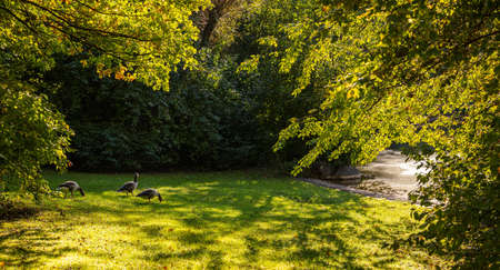 Afternoon at a city park in Munich, Germany. Ducks on the grass near a small pondの写真素材