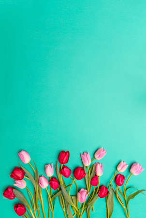 Springtime, easter concept. Pink and red tulips on green background, top view, copy spaceの写真素材