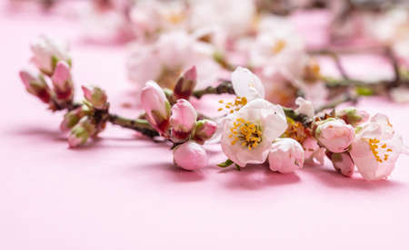 Almond blossoms on pink background, closeup view, copy spaceの写真素材