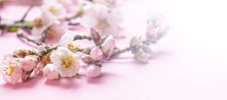 Almond blossoms on pink background, banner, closeup view, copy spaceの写真素材