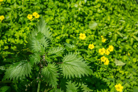 Urtica dioica, common or stinging nettles background. Fresh green nettle in springtime, alternative medicine, healthy herb, closeup viewの写真素材