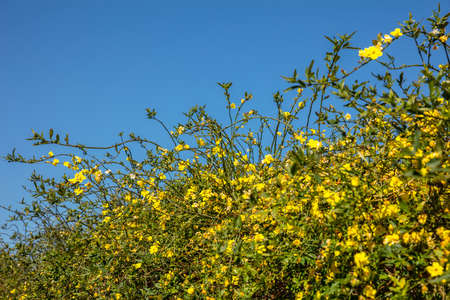 Springtime, easter time. Yellow blossoms plant hedge on clear blue sky background, copy space