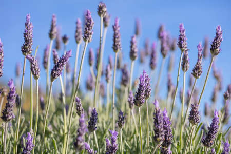 Lavender flowers, Closeup view of a lavender field blooming against blue sky in springの写真素材