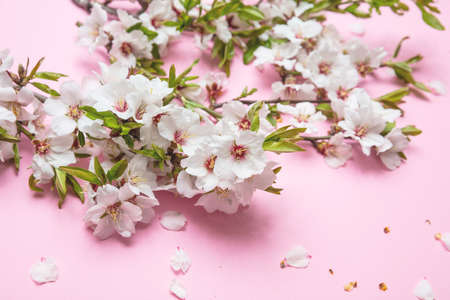 Almond blossoms bouquet on pink background, copy space, closeup viewの写真素材
