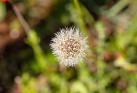 Springtime, easter time. Dandellion wild plant closeup view, blur green nature background