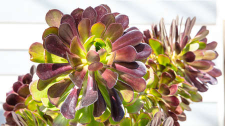 Succulent plant green purple color close up view, sunny day, springtime. Blur white wall backgroundの写真素材