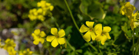 Springtime, easter time. Buttercups wild yellow flowers background, banner, closeup view