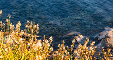 Wild plants with white flowers, on blue sea water background. Sunny day in springの写真素材