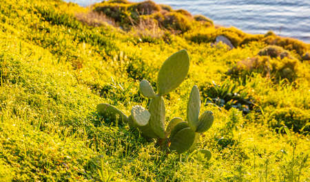Cactus succulent plant on bright green grass, blue sea water background. Sunny day in springの写真素材