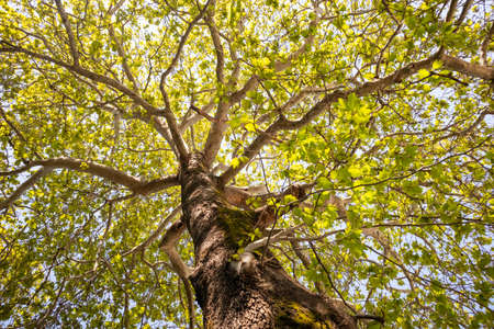 Plane tree foliage in springtime. Fresh green leaves and trunk, high angle view, blue sky and...