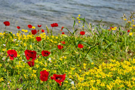 Springtime. Poppies and yellow color wild flowers field, blue sea backgroundの写真素材