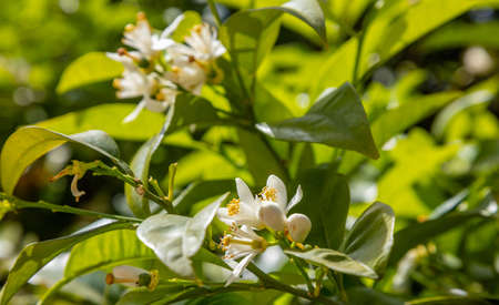 Orange, lemon tree flowers and buds, springtime, sunny day, closeup view, green leaves background,