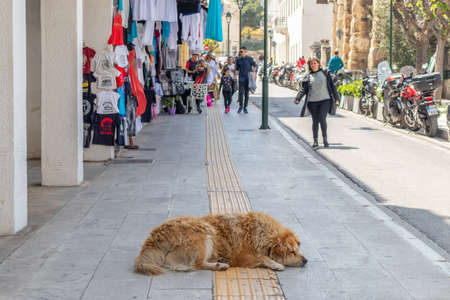 April 28, 2019. Athens, Greece. Sleeping dog. Brown abandoned animal sleeps in the middle of...