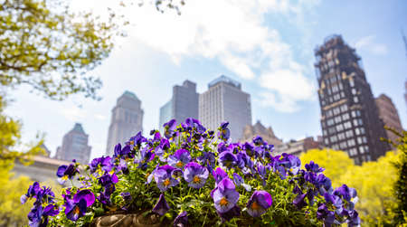 New York, Manhattan downtown, springtime. Bright purple color pansies, blur skyscrapers and clear blue sky backgroundの写真素材