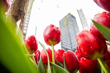 Red color tulips with raindrops on blur city buildings background, spring day after the rain in Chicago, Illinois. Low angle, closeup viewの写真素材