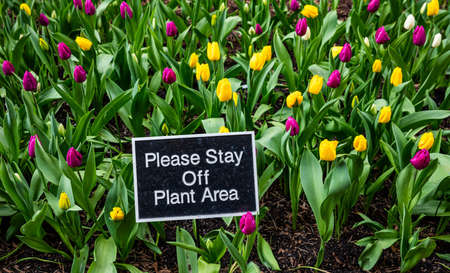 Purple and yellow color tulips background, Please stay off plant area message on a label, spring day...
