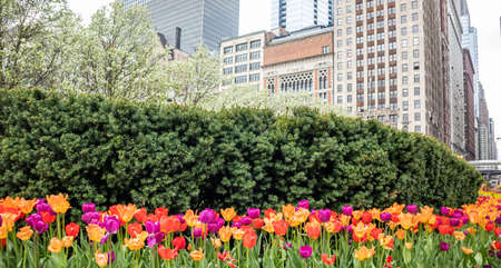 Red, yellow and purple color tulips background, spring day in a park, Chicago, Illinois, cityscape backroundの写真素材