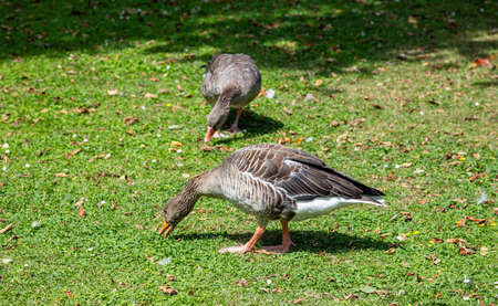 Brown female ducks on the grass looking for food, sunny summer day in Rotterdamの写真素材