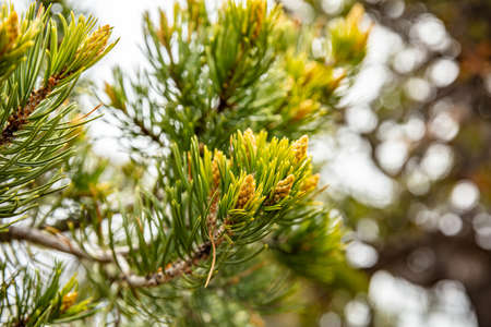 Pine tree twig closeup full background. Grand canyon national park, USA