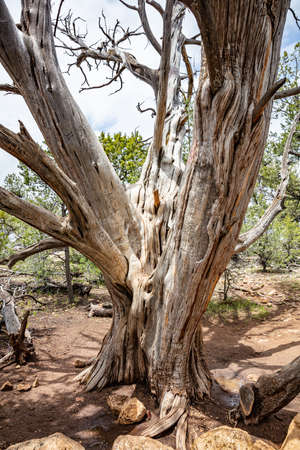 Dead tree, dry trunk at Grand Canyon National park, south rim, Arizona, United States.