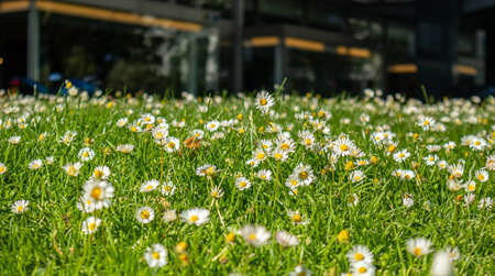 Daisies summer flowers background. Closeup view of a daisy blossom, green spring field backgroundの写真素材