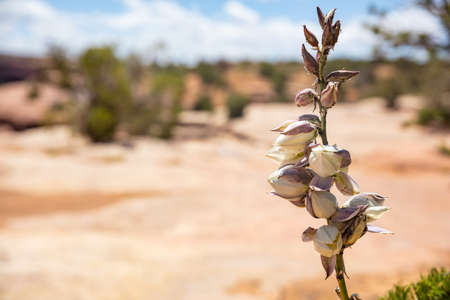 Blooming yucca, Arizona US. Canyon de Chelly. Desert plant with white color flowers, blur desert landscape backgroundの写真素材