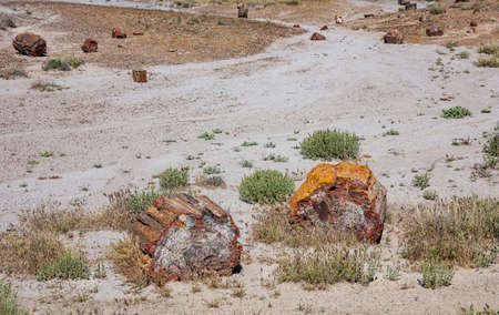 Petrified wood logs, Petrified Forest National Park, Arizona, US of America. Painted desert landscape, sunny spring dayの写真素材