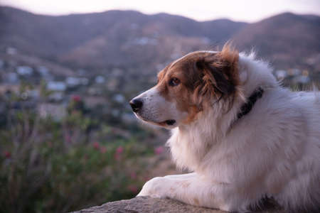 Shepherd dog greek is lying outdoors, enjoying the view during sunrise, Kea island, Greece