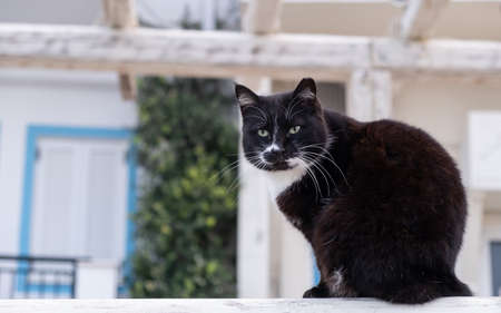 Stray cat concept. An abandoned kitty is sitting on a wall. This mammal has black and white color and look straight to the camera. Blur house background.の写真素材