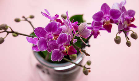 Springtime, easter. Purple color orchid blossoms bouquet on pink background, high angle view, copy...