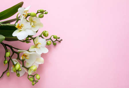 Springtime, easter. White color orchid blossoms on pink background, top view, copy space. Women day or mothers day greeting card templateの写真素材