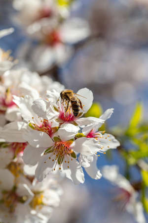 Springtime pollination. Honey bee gathering pollen from almond tree blossoms, closeup viewの写真素材