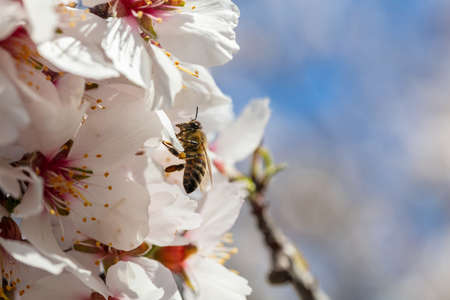 Springtime. Honey bee gathering pollen from almond tree blossoms, blue sky background, copy space