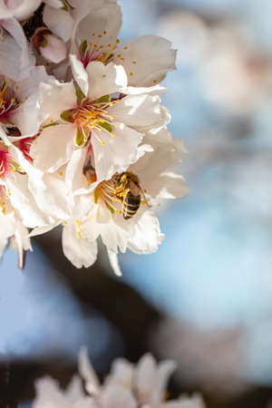 Springtime pollination. Honey bee gathering pollen from almond tree blossoms, closeup view
