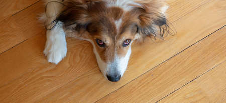Cute greek shepherd dog looking at the camera, white and brown color, wooden floor background. Friendly domestic pet, closeup viewの写真素材