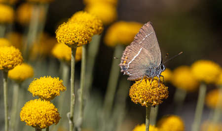 Butterfly closeup view on a yellow orange color blossom, blur green nature background. Springtime in countryside, Greeceの写真素材